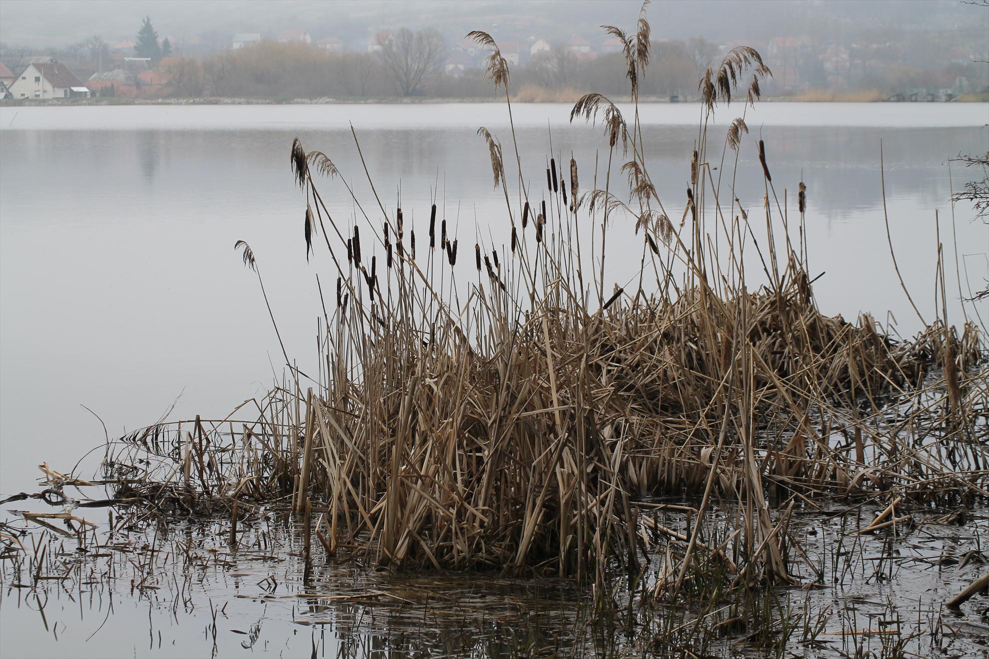 Peisaje... - harsany-aprilie2013-1801.JPG